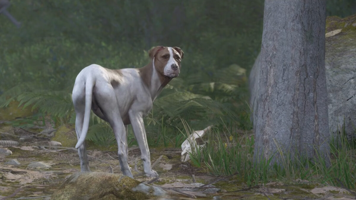 Der Hund Köter von Heinrich im Wald.