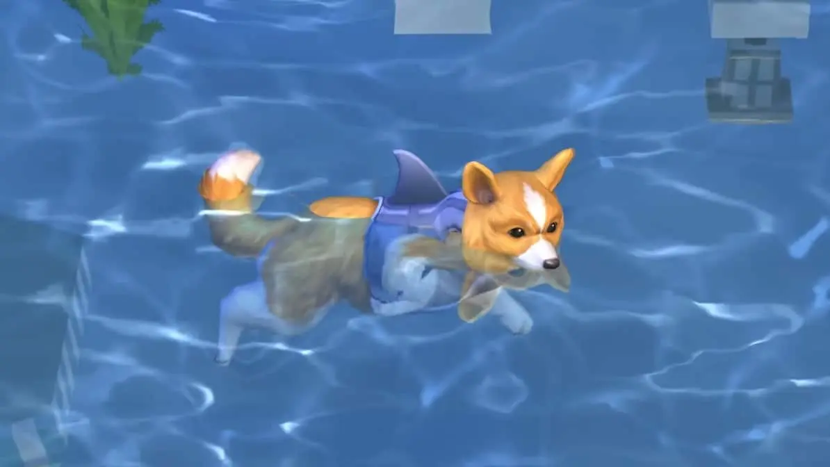 Hund mit Haiflossen-Leibchen schwimmt in Pool