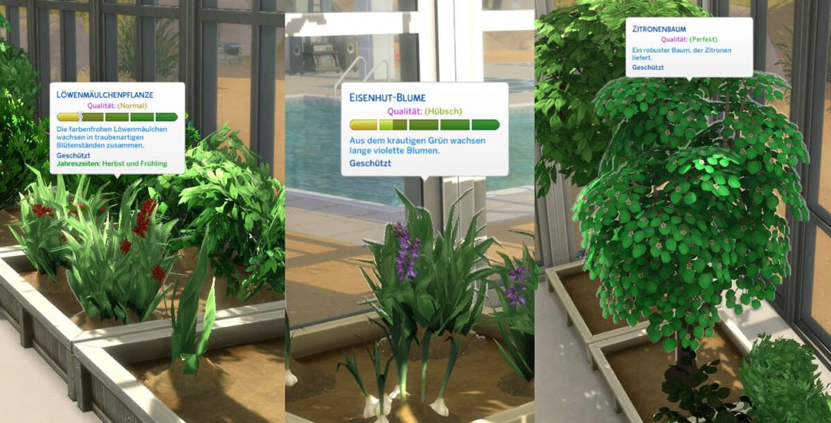Sims 4 Jahreszeiten drei Gewächshaus-Pflanzen in unterschiedlichen Qualitätsstufen